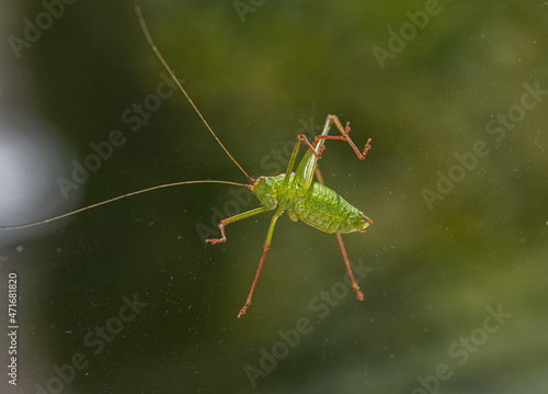Closeup of a green cricket.
