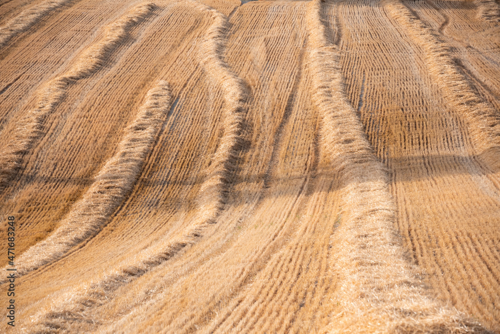 Fototapeta premium Rural landscape with dry yellow hay fields