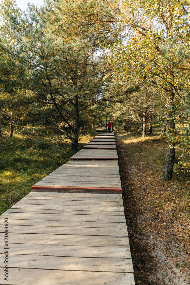 An ecological Wooden walkway (promenade) through the forest in a public park, a man in red clothes stands with his back and takes pictures on his phone. Curonian Spit.