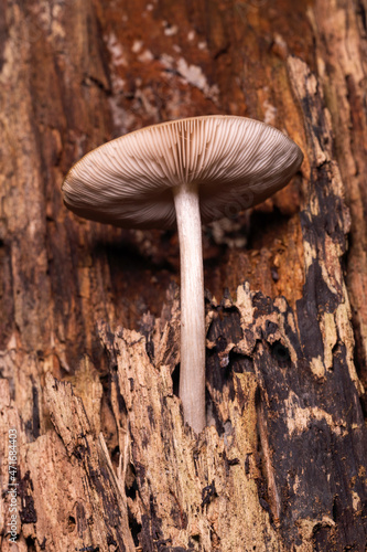 A small mushroom grows on a rotten tree. close-up.