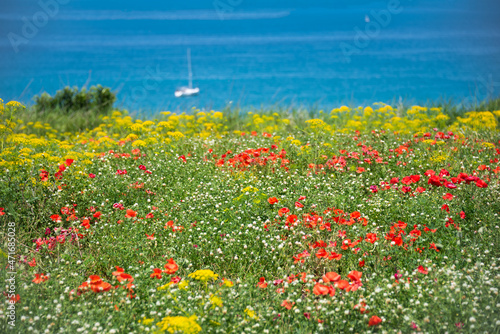 Field of colorful wild flowers by a sea coast, beautiful summer rural landscape