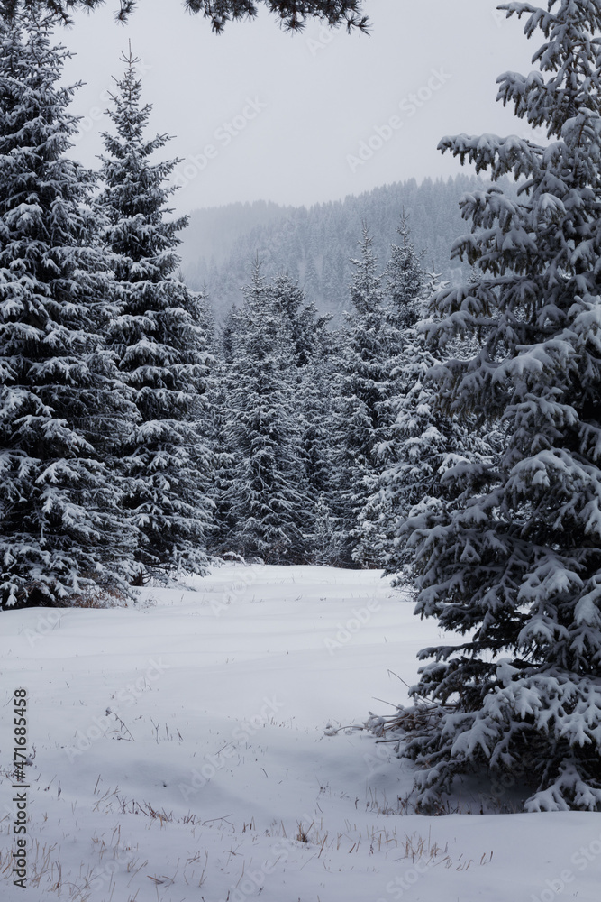Obraz premium snow covered trees