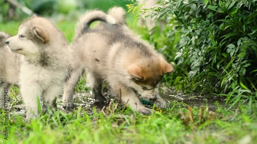 Playful happy Alaskan malamute puppies play in a dirty puddle 