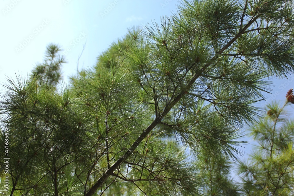 pine branches against sky pine branches against sky