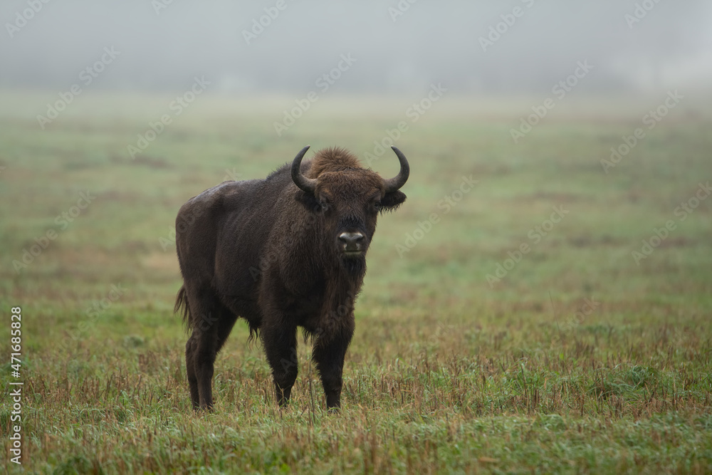 Foggy cloudy morning. One young horned male bison with stands on a green field. Natural green background. Close-up. Bialowieza Forest. Belarus.