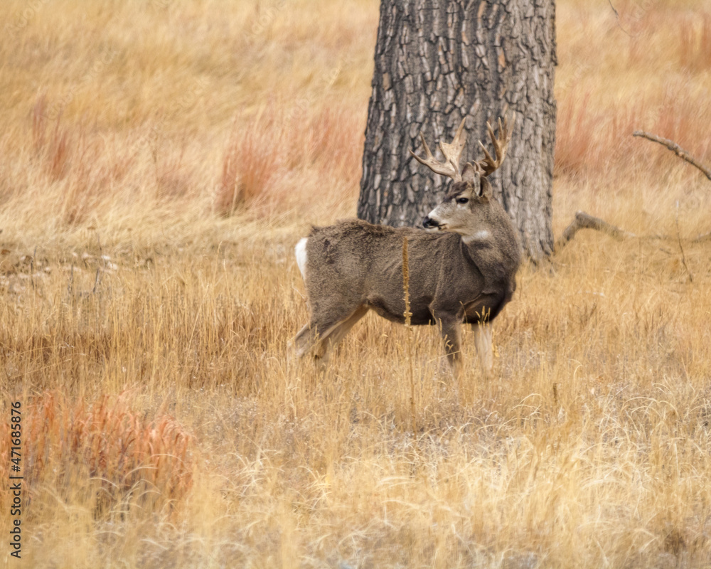 Naklejka premium Palmated Buck
