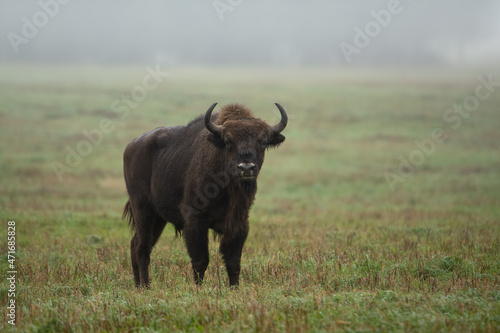 Fototapeta Naklejka Na Ścianę i Meble -  Foggy cloudy morning. One young horned male bison with stands on a green field. Natural green background. Close-up. Bialowieza Forest. Belarus.