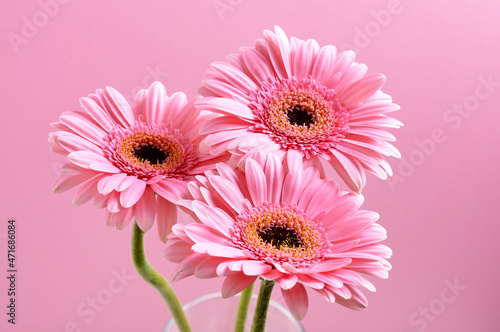 three pink gerberas stand in a vase on a pink background