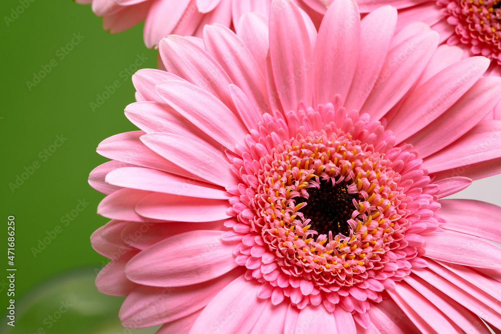 macro image of pink gerbera macro image of pink gerbera