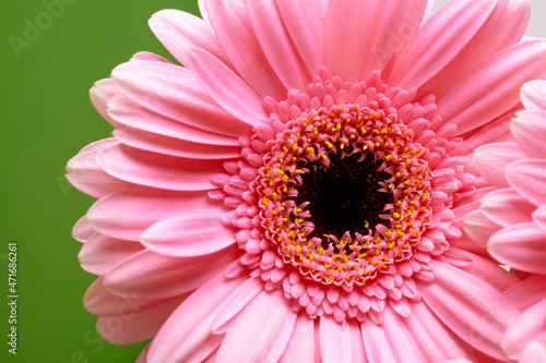 macro image of pink gerbera