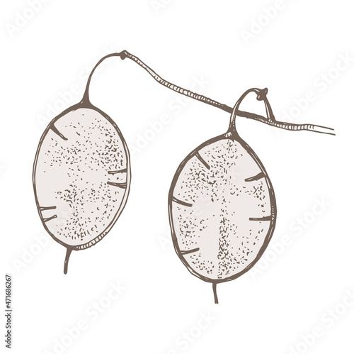 Dried money plant. Lunaria annua