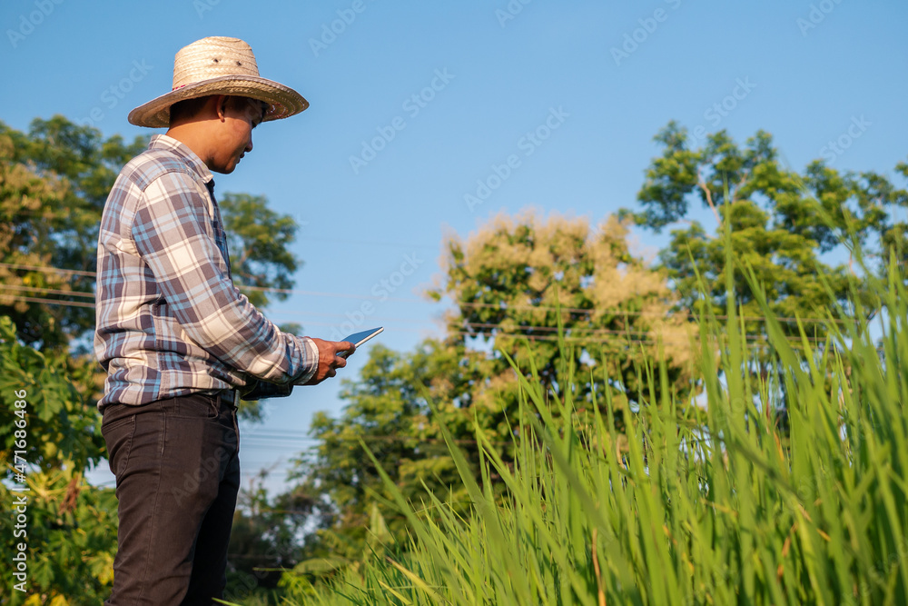 Asian man farmer holding digital tablet in green rice field organic farm. Modern technology smart farming agriculture and sustainability concepts.