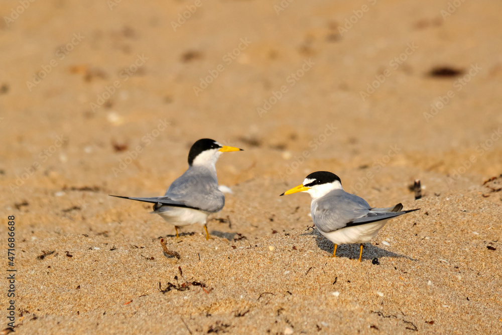 A pair of least terns at sunrise on Pompona Beach Florida A pair of least terns at sunrise on Pompona Beach Florida