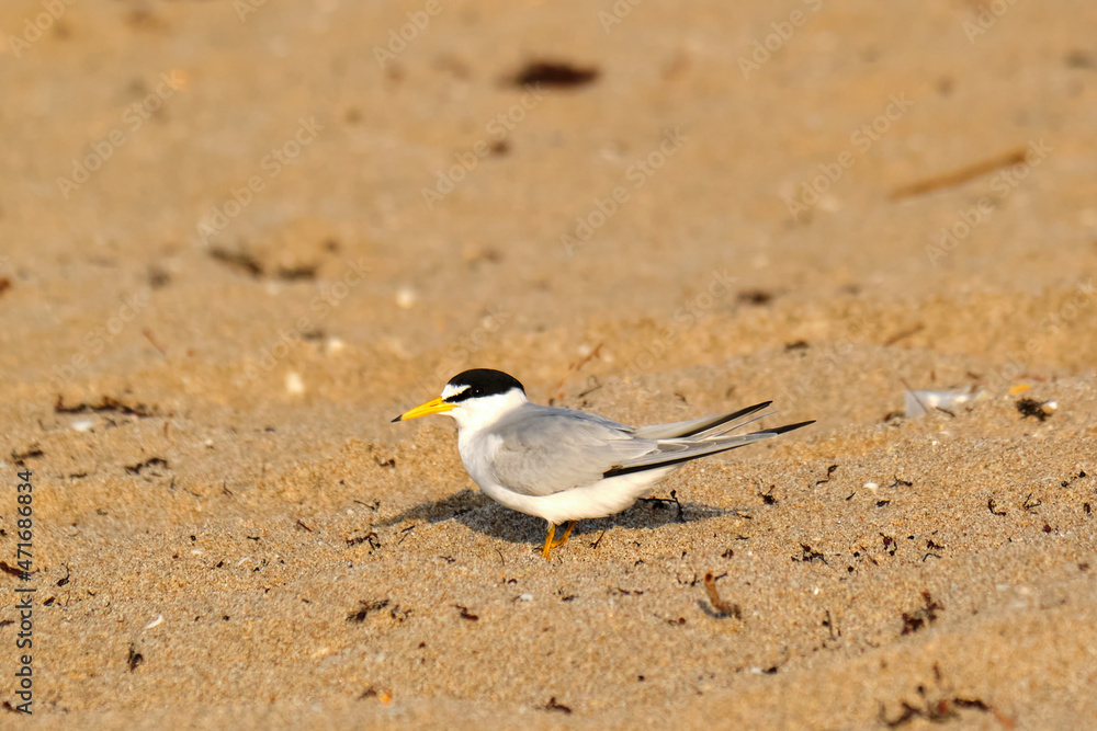 A least tern at sunrise on Pompona Beach Florida A least tern at sunrise on Pompona Beach Florida