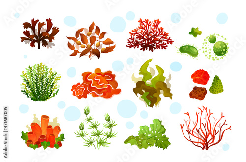 Marine aquarium flora, coral reef underwater seaweeds, ocean plants phytoplankton, algae, laminaria,