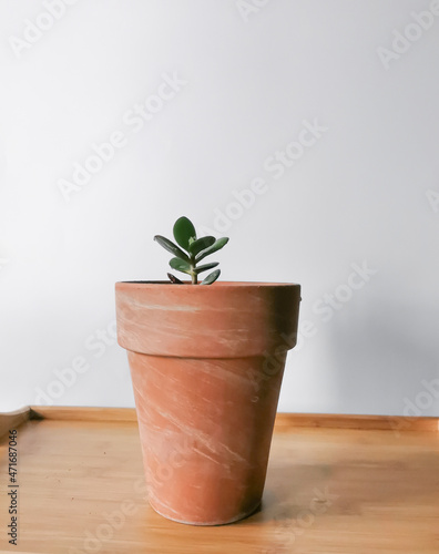 Growing a plant at home. Green sprout in a ceramic pot on the wooden table.