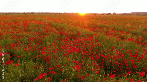 Eastern Europe, Ukraine, colorful bright poppy wild fields near the Carpathians at sunset before the storm, drone panorama shot from the air, copter aerial video