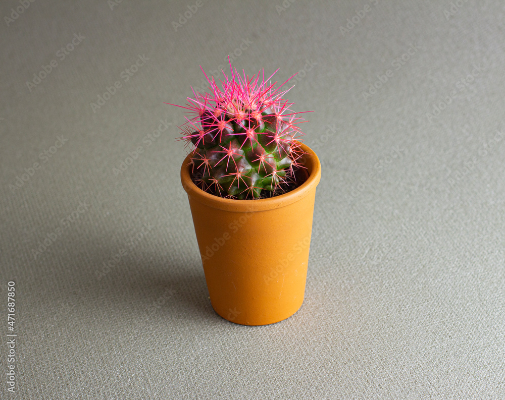 Cactus in pot