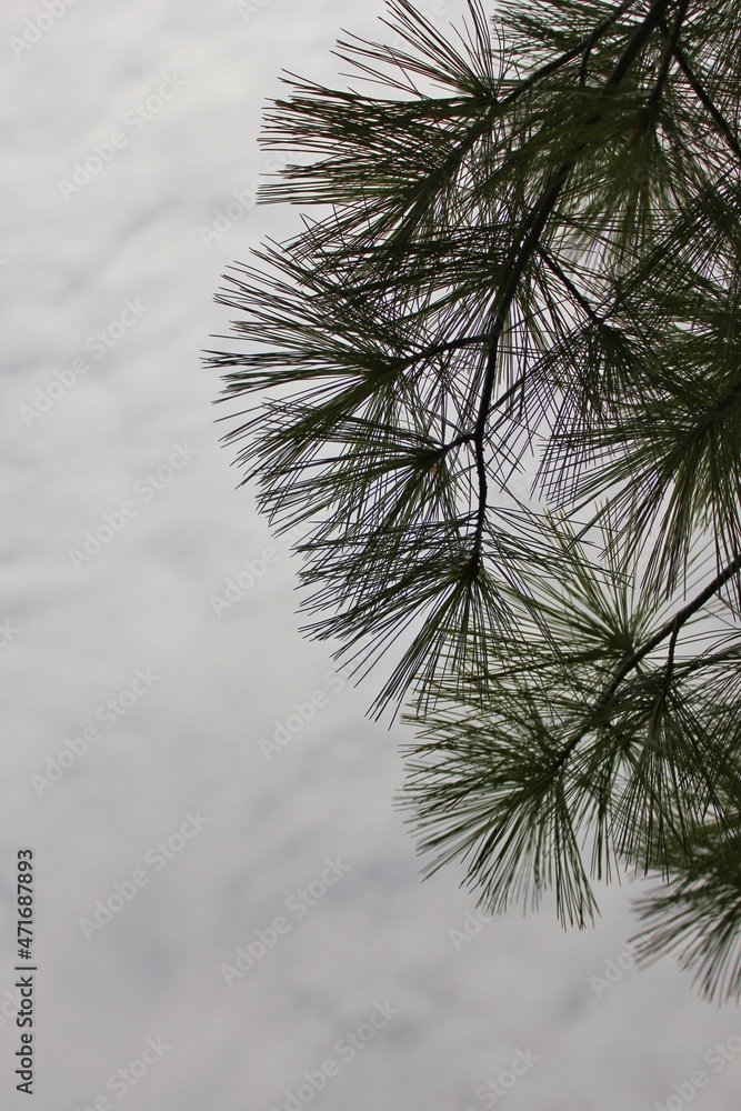 Obraz premium branches of a pine