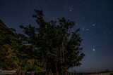 佐多岬のガジュマルの木と星空