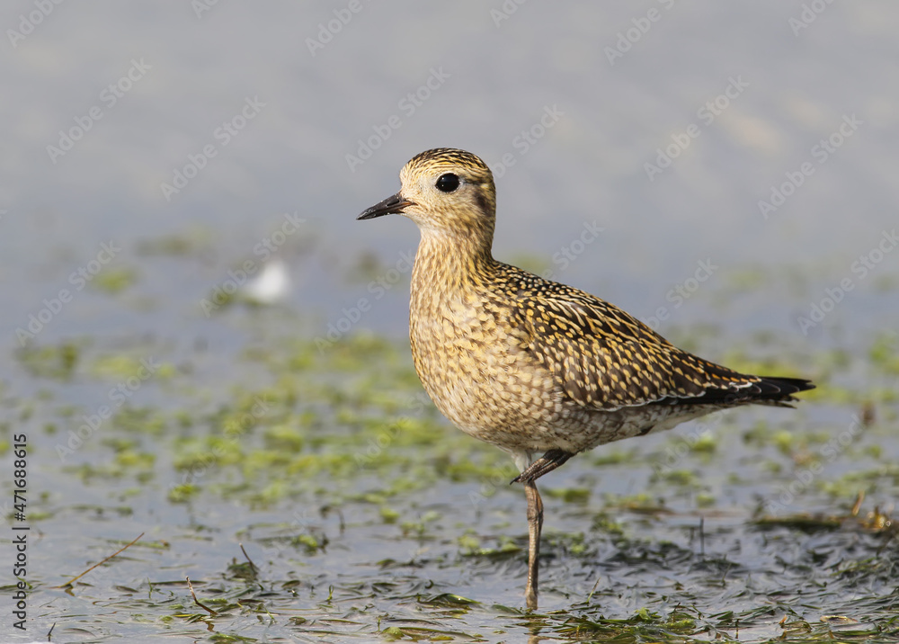 Close up photo of a Golden plover stands on the shore Close up photo of a Golden plover stands on the shore