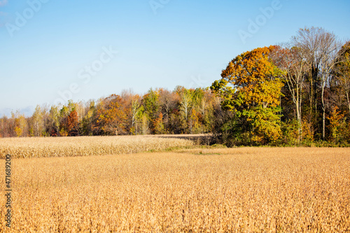 Wisconsin cornfield and soybean field surrounded by a colorful forest in October