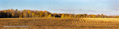 Wall Mural Harvested Wisconsin cornfield surrounded by a colorful forest in October
