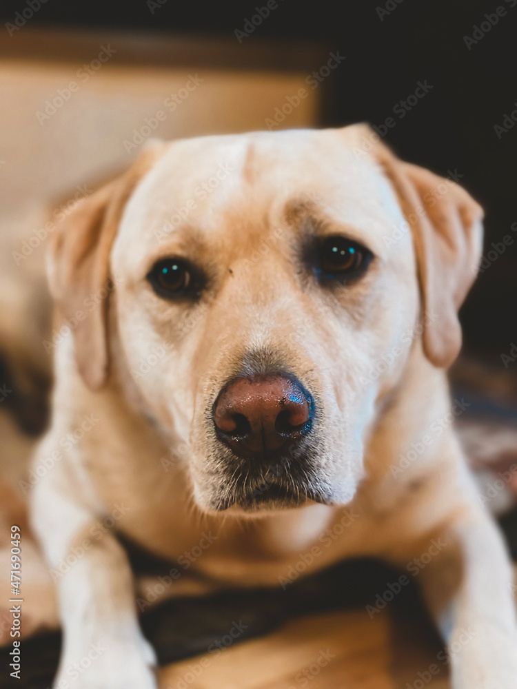 Labrador Retriever Labrador Retriever