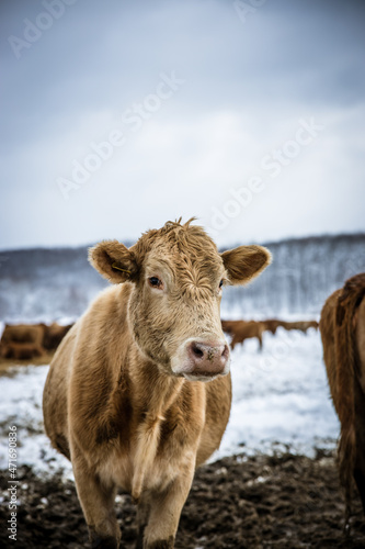 Grey cow standing outdoors in a winter pasture in the day. Cow looking at camera portrait in the winter snow. High quality photo