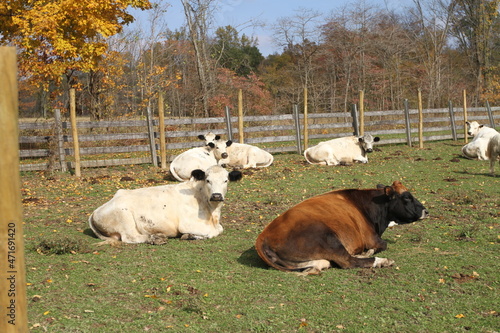 cows on a farm