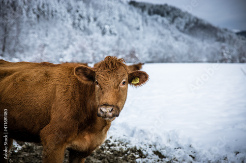 Grey cow cattle standing outdoors in a winter pasture in the day. Cow looking at camera portrait in the winter snow. High quality photo