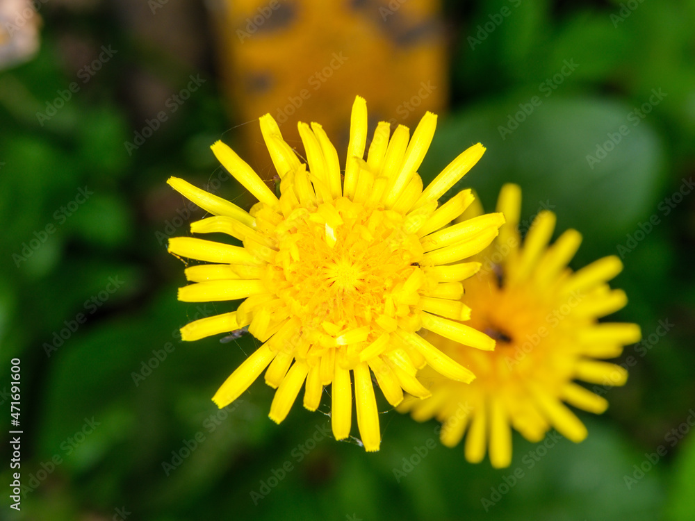 yellow garden flowers on green blur background yellow garden flowers on green blur background