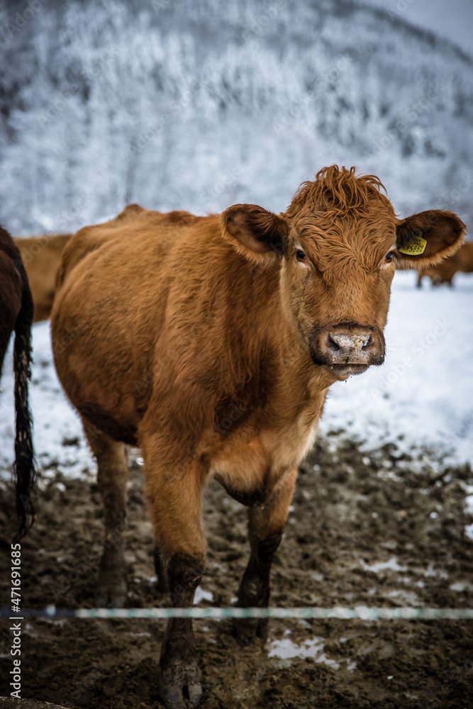 Grey cow cattle standing outdoors in a winter pasture in the day. Cow looking at camera portrait in the winter snow. High quality photo Grey cow cattle standing outdoors in a winter pasture in the day. Cow looking at camera portrait in the winter snow. High quality photo