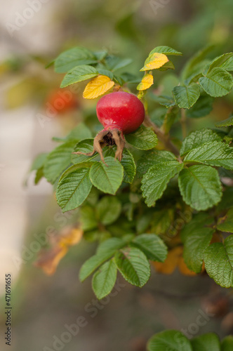 rosehip fruit on a green branch in early autumn with a blurred background in an upright position