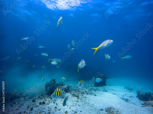 Canvas Print Yellowtail snapper and sergeant major school fish at Punta Cana, Dominican Repub