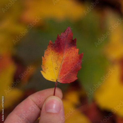 a small red-yellow autumn leaf in the fingers of a hand with a blurred background