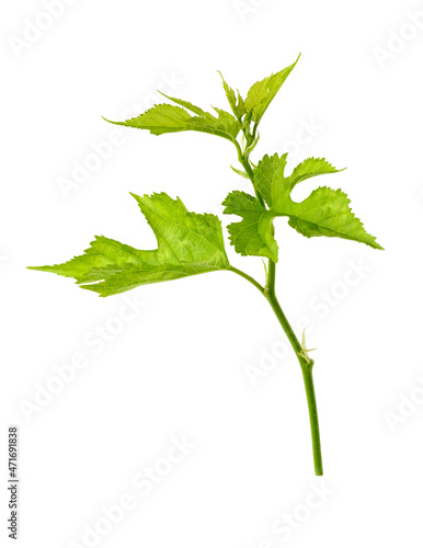 mulberry tree branch, closeup view of young foliage, isolated on white background