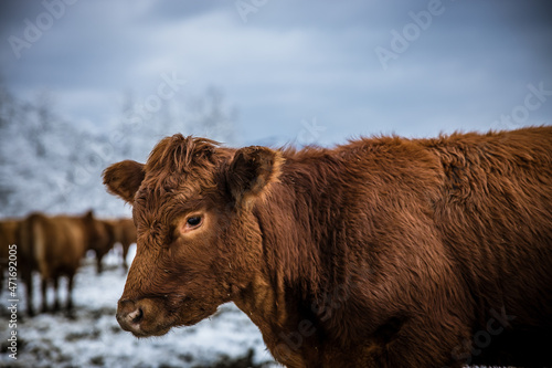 Grey cow cattle standing outdoors in a winter pasture in the day. Cow looking at camera portrait in the winter snow. High quality photo