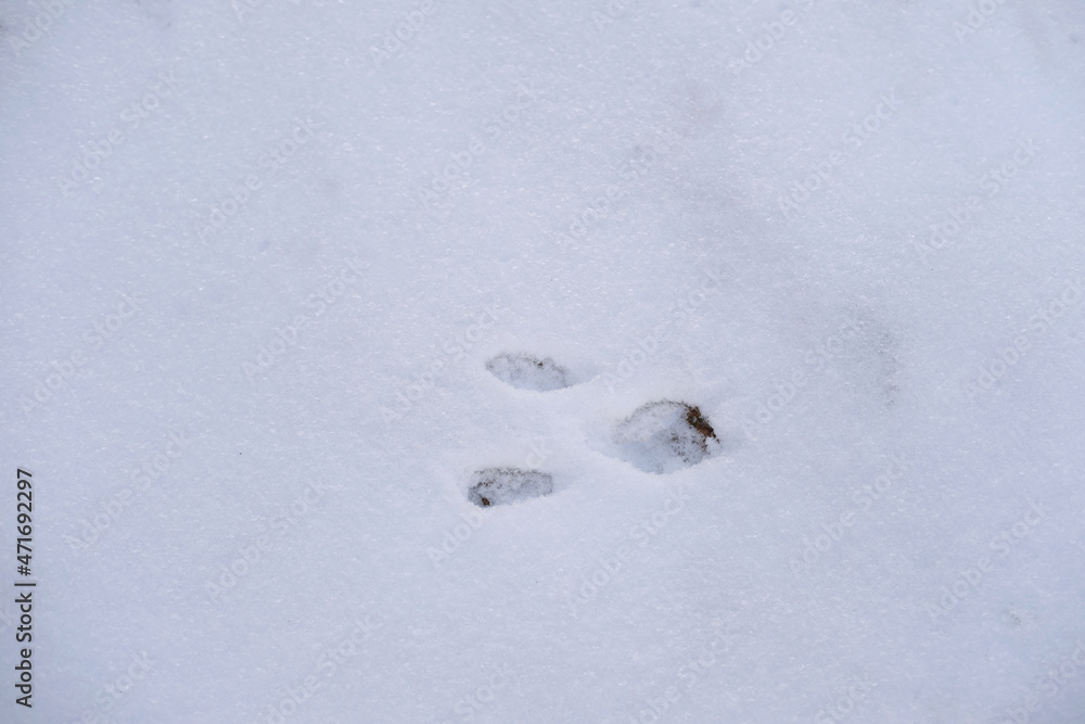 fluffy white snow with prints of squirrel footprint, beautiful winter landscape, snowfall in forest, hunter, tracker is tracking the game, Heath and Winter Activity Concept, travel fluffy white snow with prints of squirrel footprint, beautiful winter landscape, snowfall in forest, hunter, tracker is tracking the game, Heath and Winter Activity Concept, travel