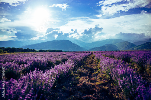 Beautiful big lavender field in Bulgaria with mountains in the background.Violet flowers blooming. Amazing nature shot. High quality photo