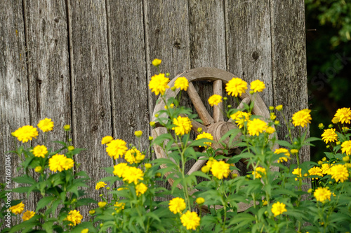 yellow garden flowers on green blur background