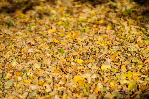 yellow golden autumn leaves abstract background