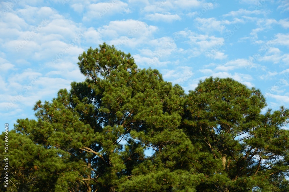 The top pine trees with the background of the blue sky The top pine trees with the background of the blue sky