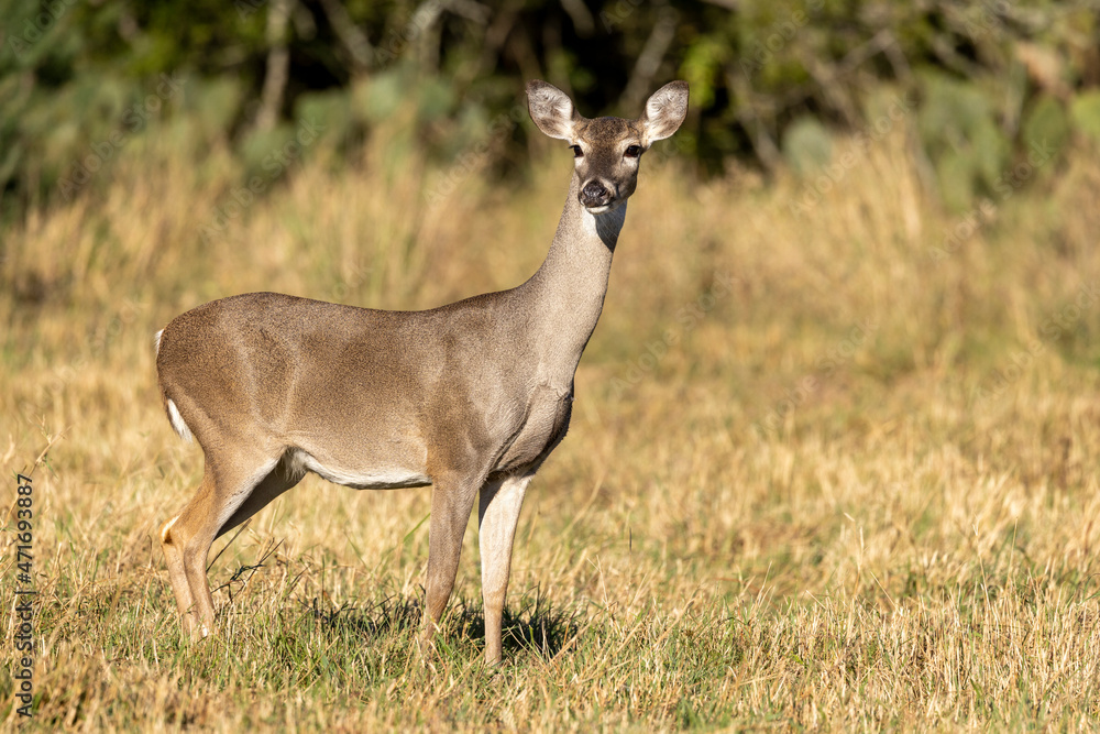 Whitetail Deer Doe in Texas farmland Whitetail Deer Doe in Texas farmland