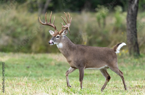Whitetail Deer Buck in Texas farmland photo