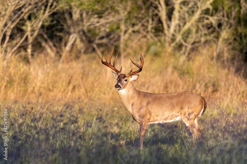 Whitetail Deer Buck in Texas farmland