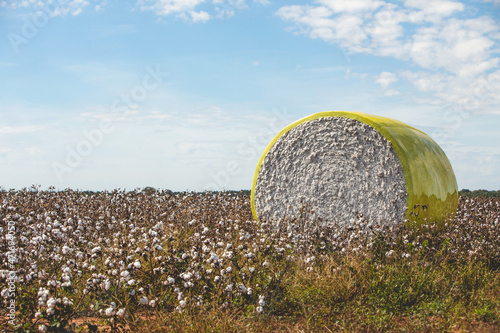 Bales of Harvested Cotton Wrapped in Yellow photo