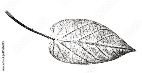 a leaf printed on paper photo