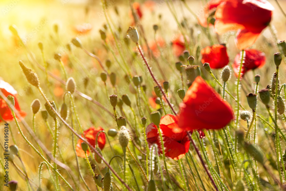 Naklejka premium Beautiful meadow with wild poppy flowers and yellow grass in summer