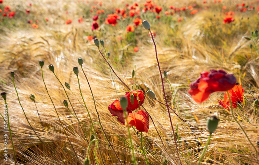 Naklejka premium Beautiful meadow with wild poppy flowers and yellow grass in summer